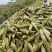 河北白甜糯玉米大量上市中，一手货源视频看货对接全国
