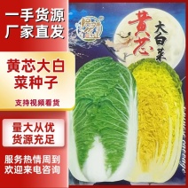 【白菜种子】黄心大白菜种子绿叶黄芯耐抽薹