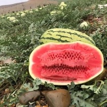宁夏石头硒砂瓜，金花金城，质量三包，代发全国，诚信经营。