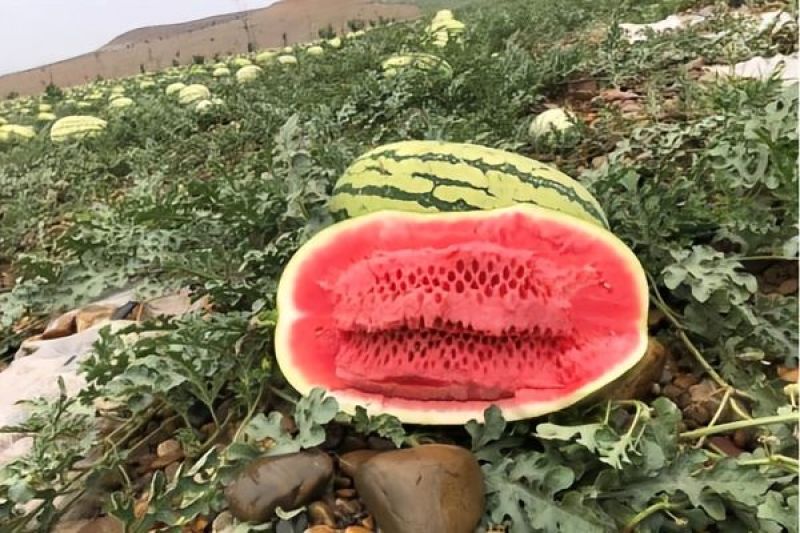 宁夏石头硒砂瓜，金花金城，质量三包，代发全国，诚信经营。