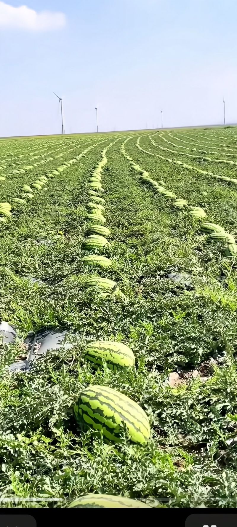 宁夏石头硒砂瓜，金花金城，质量三包，代发全国，诚信经营。