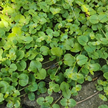 小叶金钱草，鲜，干