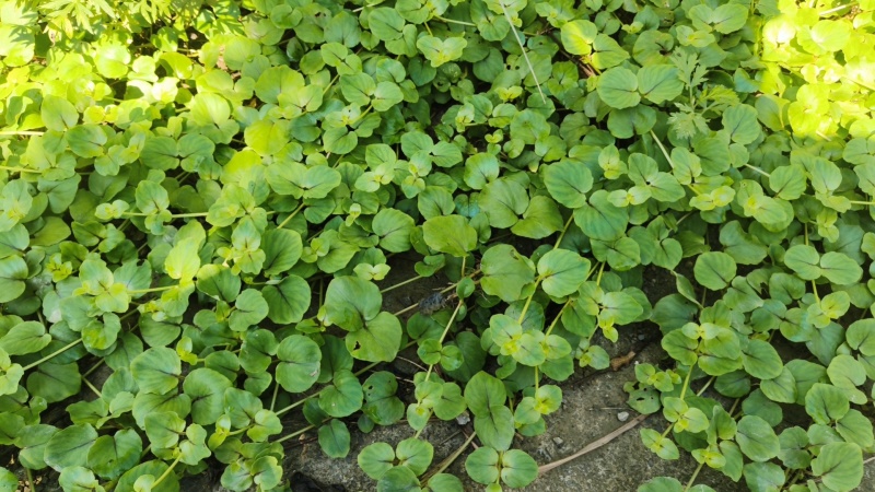 小叶金钱草，鲜，干