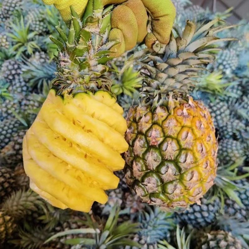 广东凤梨，香水凤梨，即将上市，欢迎预订