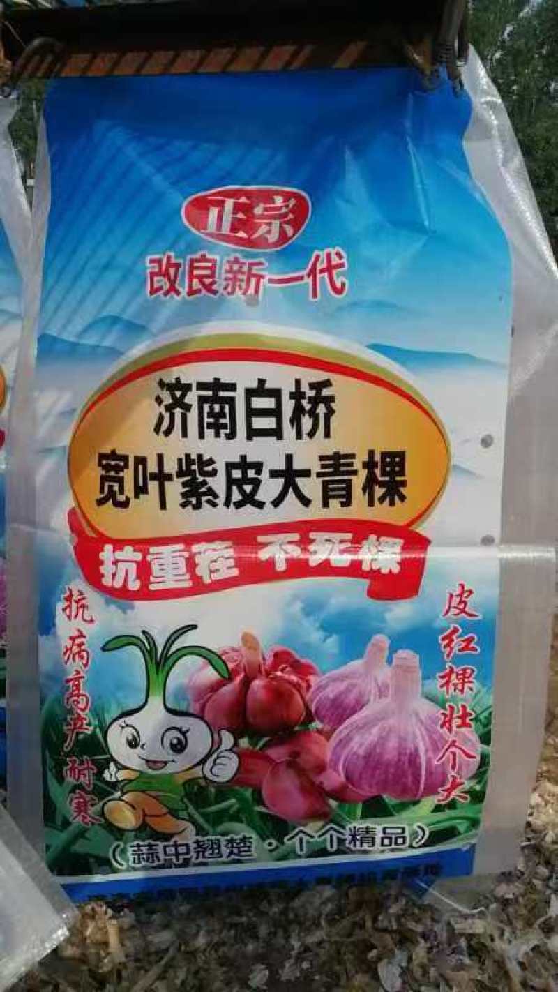 紫皮大蒜，农家自种，产地直销，物美价廉，量大从优！