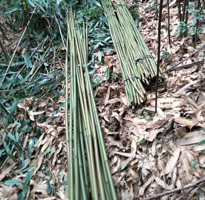 湖北松滋竹子毛竹楠竹金竹基地直供量大从优包装车