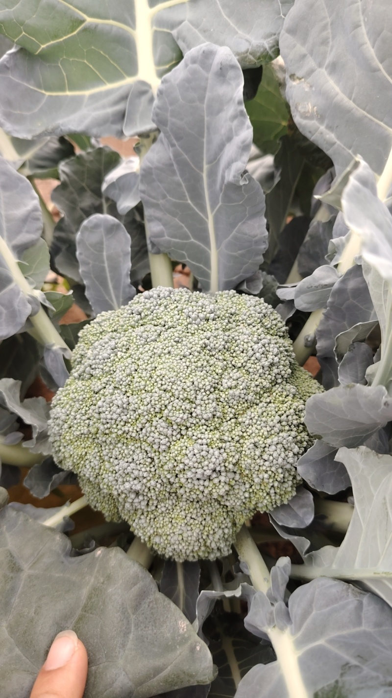 精品西蓝花大量供货价格便宜保质保量欢迎采购