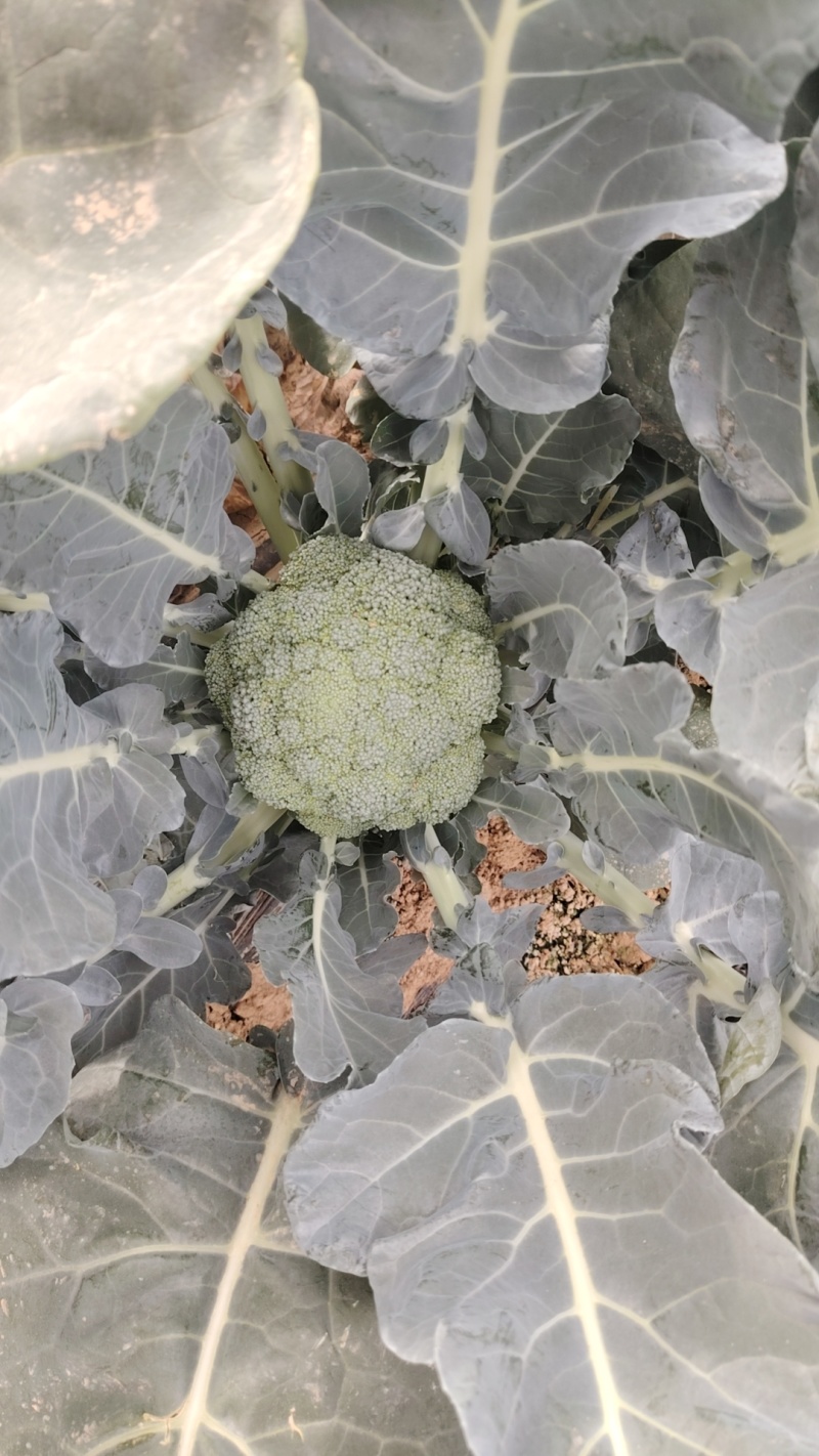 精品西蓝花大量供货价格便宜保质保量欢迎采购