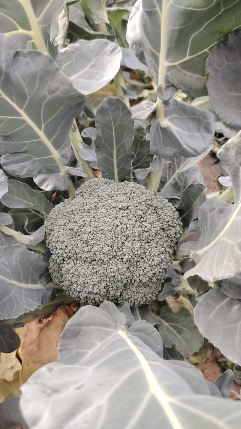 精品西蓝花大量供货价格便宜保质保量欢迎采购