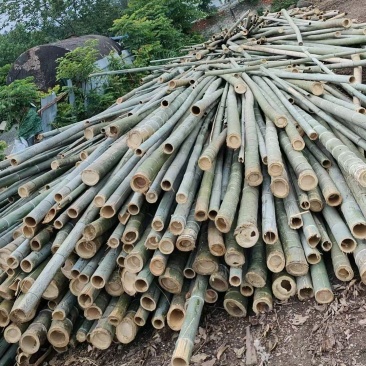 湖北松滋竹子毛竹楠竹金竹基地直供量大从优包装车