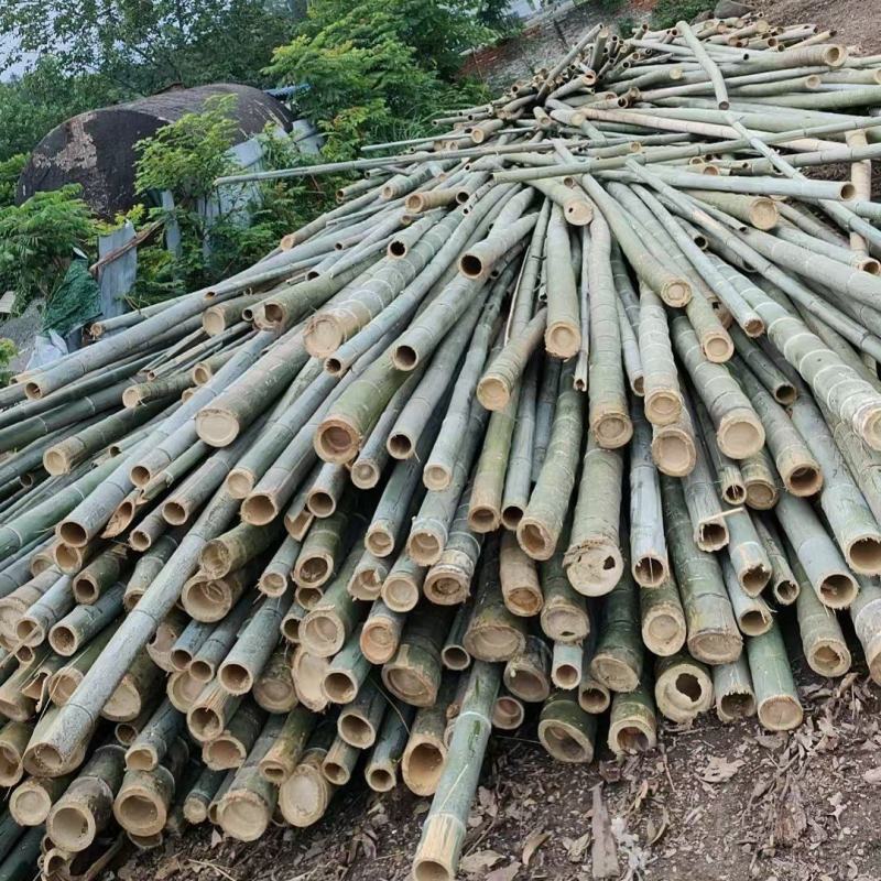 湖北松滋竹子毛竹楠竹金竹基地直供量大从优包装车