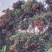 桂味荔枝