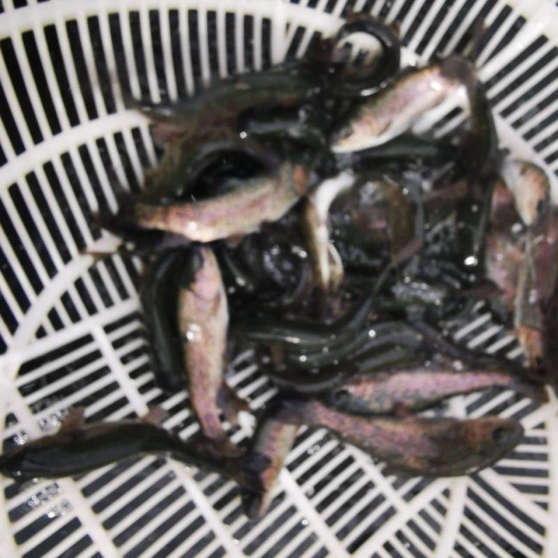 长期供应虹金鳟鱼苗，品质优越，质量保证，技术指导。