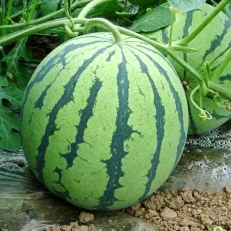 麒麟西瓜