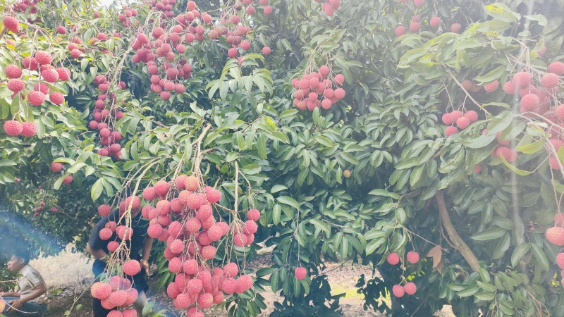 凤花荔枝大量上市