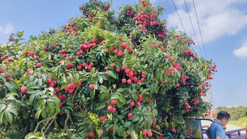 凤花荔枝大量上市