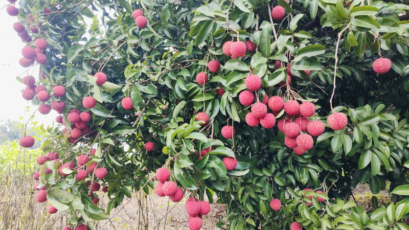 凤花荔枝大量上市