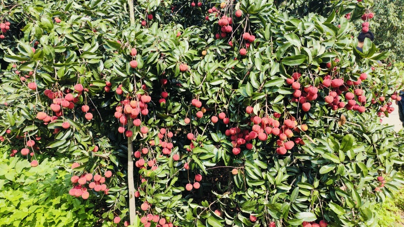 凤花荔枝大量上市