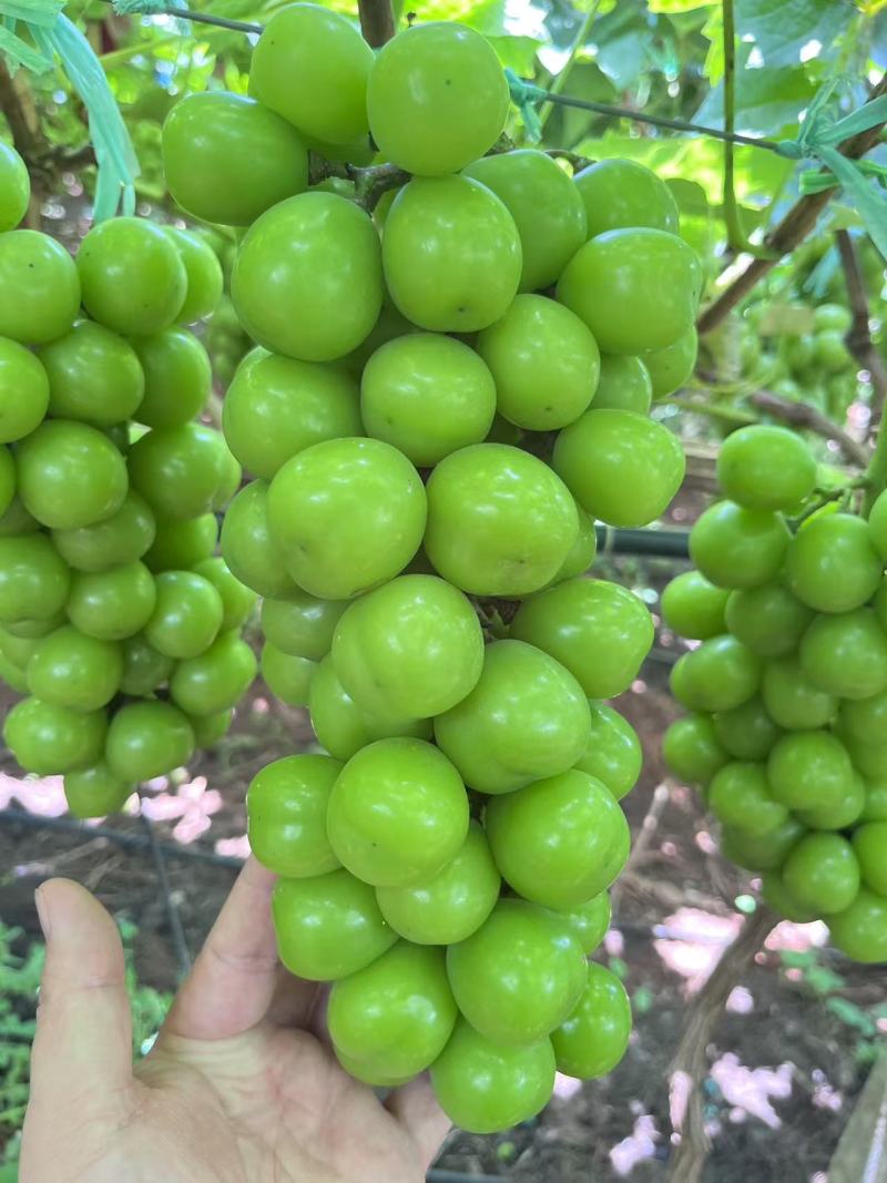 阳光玫瑰榨汁果，云南高海拔水果，糖度高口感好，对接全国原料厂