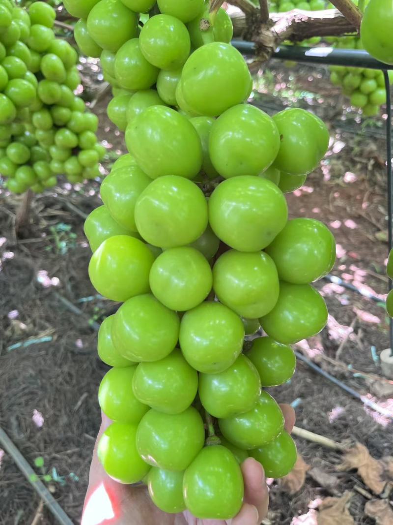 阳光玫瑰榨汁果，云南高海拔水果，糖度高口感好，对接全国原料厂