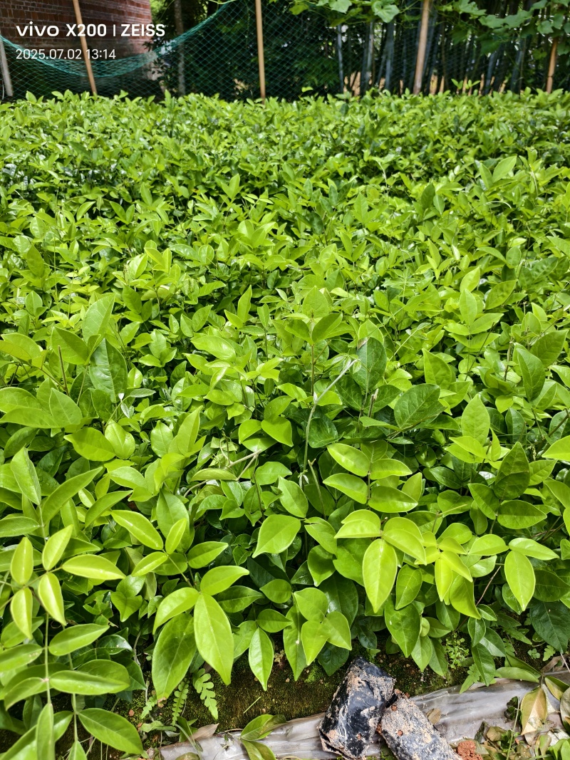 广西钦州中叶改良牛大力苗小叶改良牛大力苗杯苗