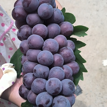 巨峰葡萄