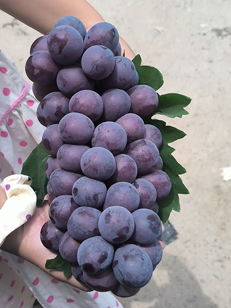 巨峰葡萄