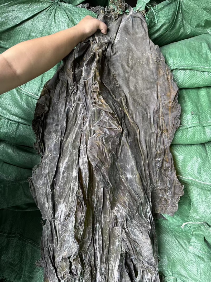 精品海带颜色绿，泡发率高价格便宜，品质保证