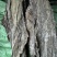 精品海带颜色绿，泡发率高价格便宜，品质保证
