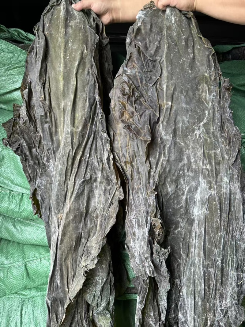 精品海带颜色绿，泡发率高价格便宜，品质保证