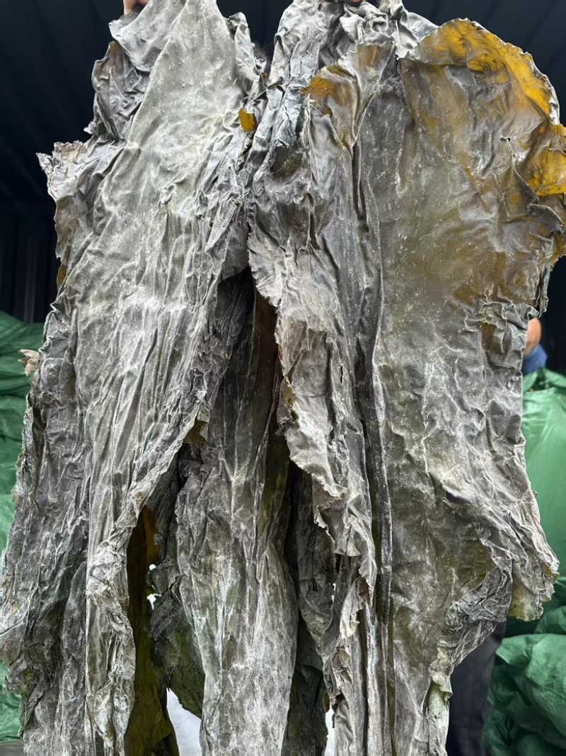 精品海带颜色绿，泡发率高价格便宜，品质保证