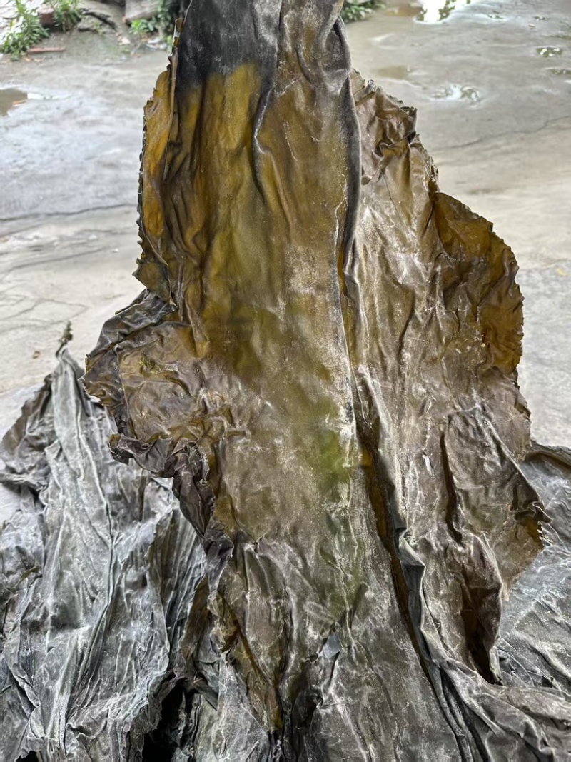 精品海带颜色绿，泡发率高价格便宜，品质保证