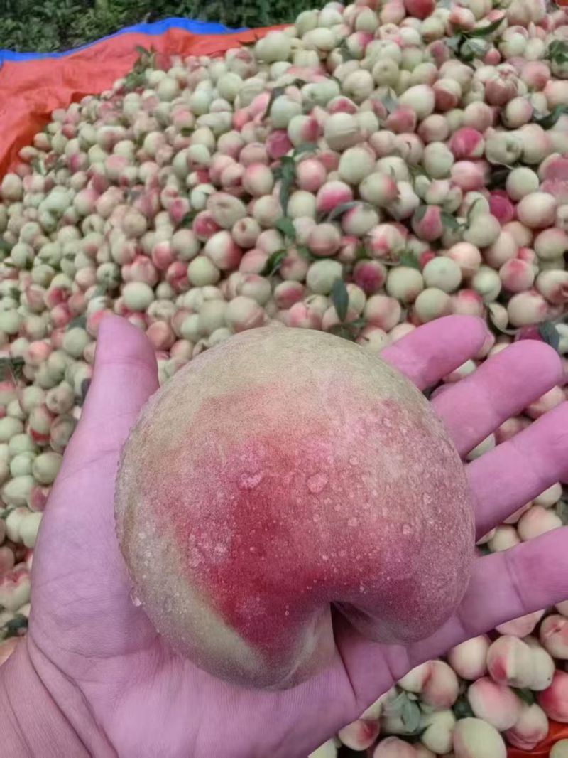 广西乐业艳红桃