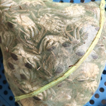【推荐】现货六月黄盘锦大闸蟹螃蟹供应水产店、自助餐、批发