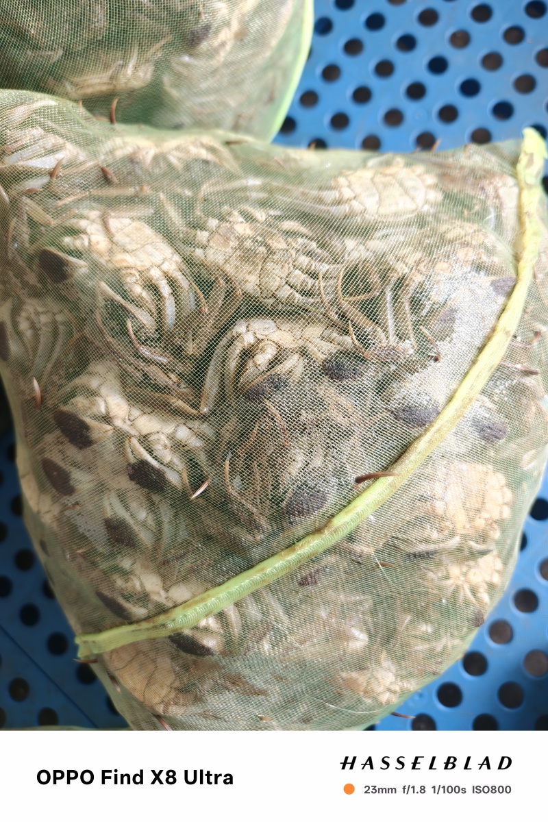 【推荐】现货六月黄盘锦大闸蟹螃蟹供应水产店、自助餐、批发