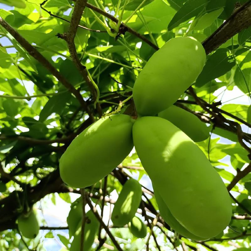 八月瓜