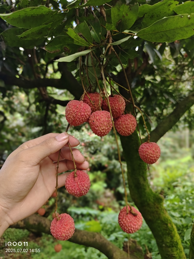 高山小核桂味对接电商一件代发/团购一条龙打包/欢迎采购
