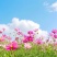 耐寒格桑花种籽七彩野花组合花草种子多年生四季开花易种庭院
