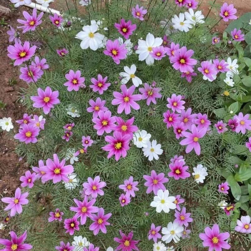 耐寒格桑花种籽七彩野花组合花草种子多年生四季开花易种庭院