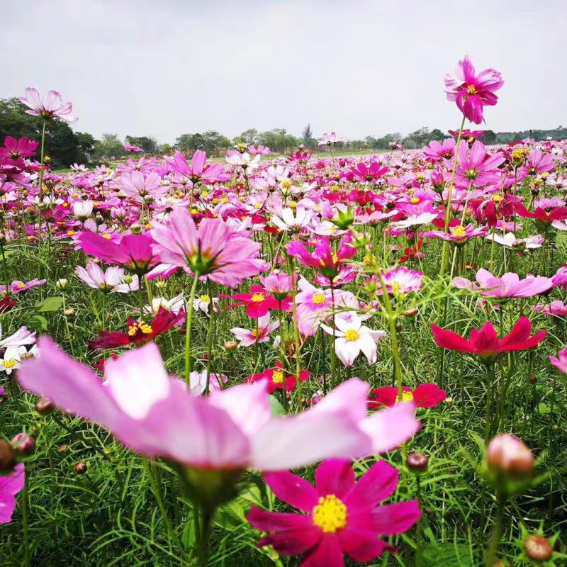 耐寒格桑花种籽七彩野花组合花草种子多年生四季开花易种庭院