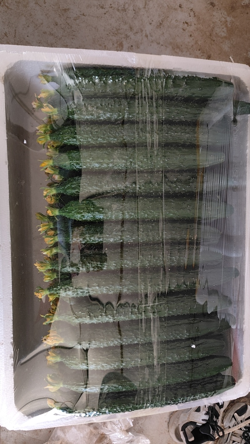 精品黄瓜，需要的老板联系，天天有货，长期合作，短期勿扰