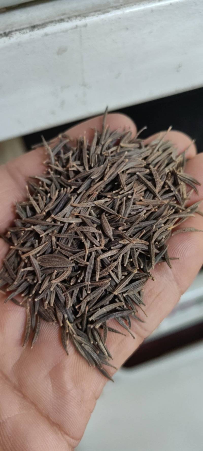 耐寒格桑花种籽七彩野花组合花草种子多年生四季开花易种庭院