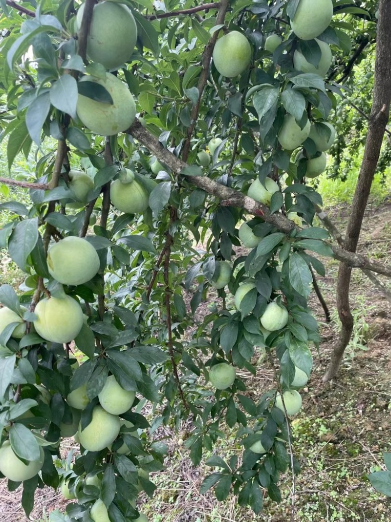 联系电话***********