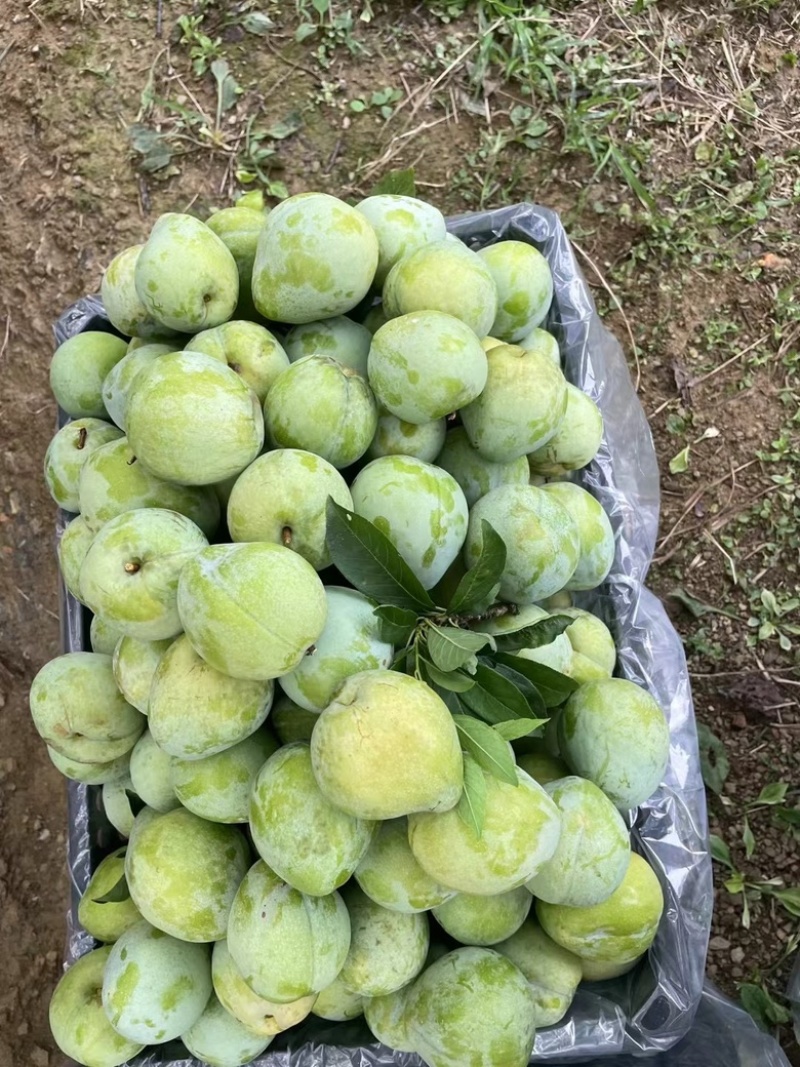 联系电话***********
