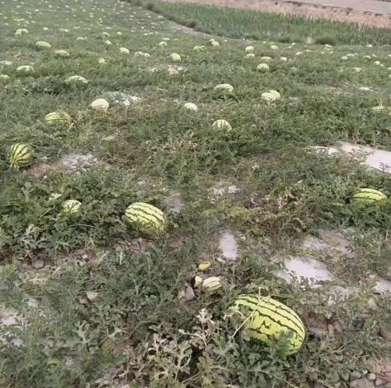 宁夏石头瓜，硒砂瓜，价格实惠，产地直销，甘甜多汁。