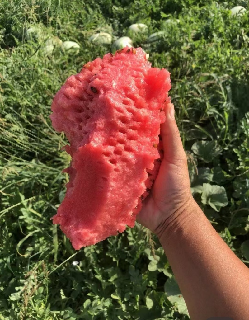 宁夏石头瓜，硒砂瓜，价格实惠，产地直销，甘甜多汁。