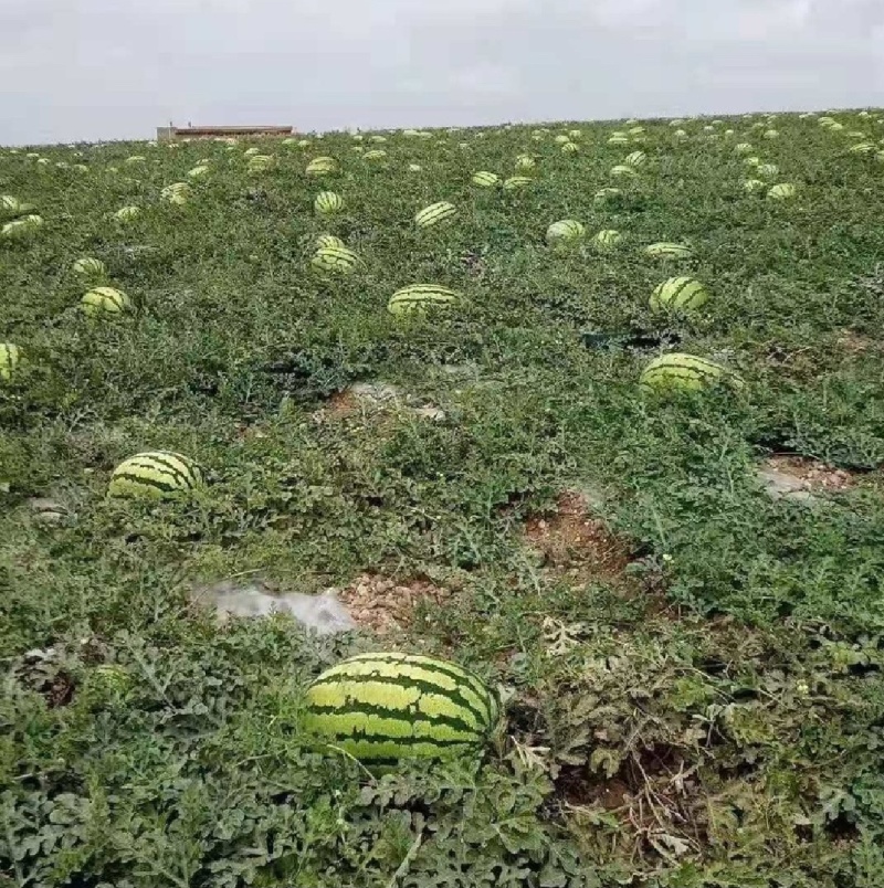 宁夏石头瓜，硒砂瓜，价格实惠，产地直销，甘甜多汁。