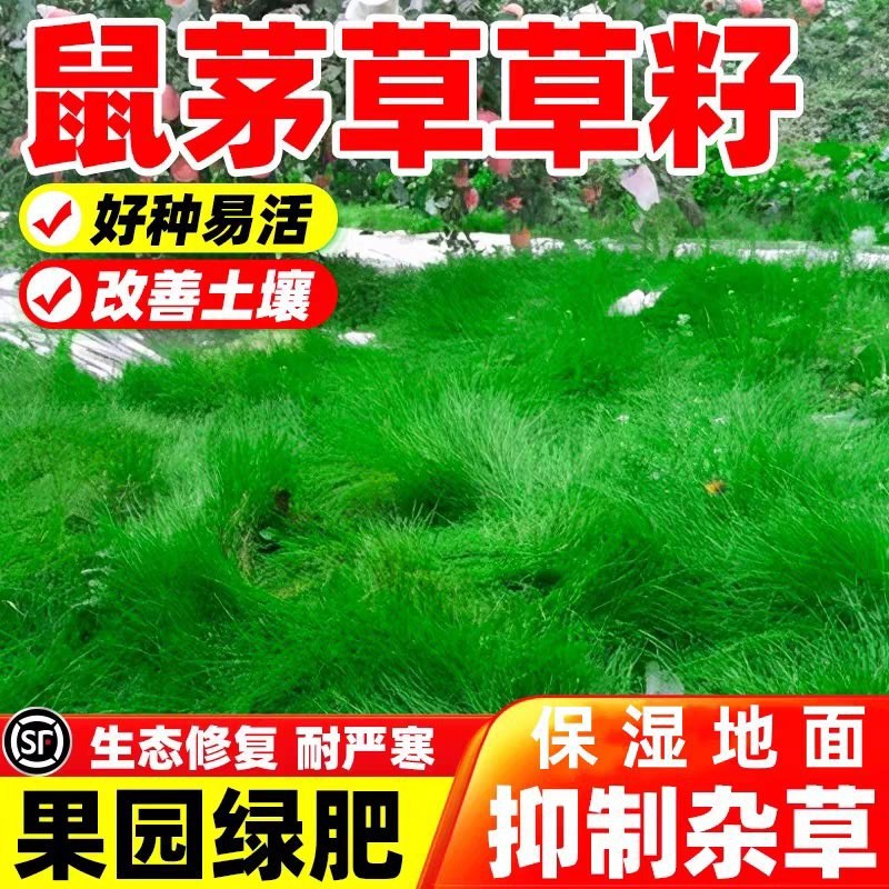 鼠茅草种子果园树林绿肥鼠矛毛草籽批发源头厂家