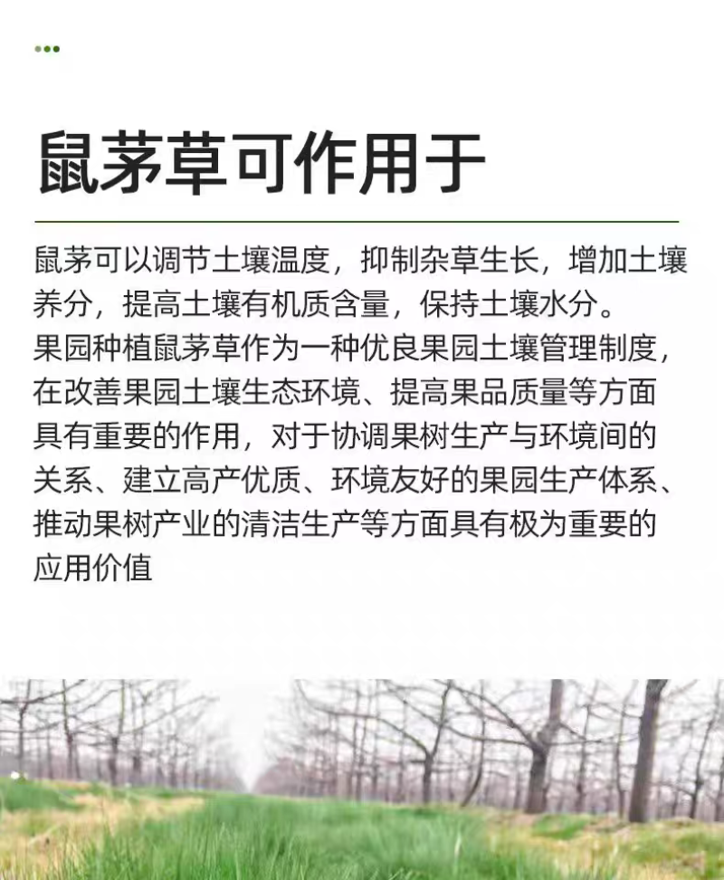 鼠茅草种子果园树林绿肥鼠矛毛草籽批发源头厂家