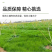 鼠茅草种子果园树林绿肥鼠矛毛草籽批发源头厂家